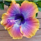 Hibiscus Rosa-sinensis Perennial Flower Plant 100 PCS Seeds Hibiscus Rosa-sinensis Perennial Flower Plant 100 PCS Seeds