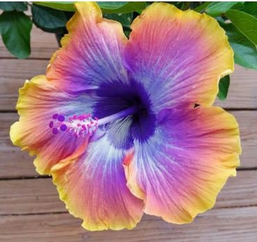 Hibiscus Rosa-sinensis Perennial Flower Plant 100 PCS Seeds