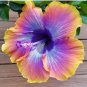 Hibiscus Rosa-sinensis Perennial Flower Plant 100 PCS Seeds