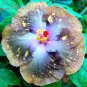 Hibiscus Rosa-sinensis Perennial Flower Plant 100 PCS Seeds