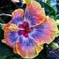 Hibiscus Rosa-sinensis Perennial Flower Plant 100 PCS Seeds