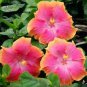 Hibiscus Rosa-sinensis Perennial Flower Plant 100 PCS Seeds