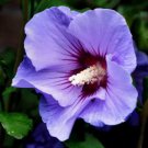 Hibiscus syriacus Althaea Rose Mallow Ketmie Hardy Shrub 100 PCS Seeds