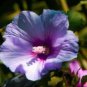 Hibiscus syriacus Althaea Rose Mallow Ketmie Hardy Shrub 100 PCS Seeds