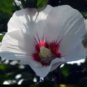 Hibiscus syriacus Althaea Rose Mallow Ketmie Hardy Shrub 100 PCS Seeds
