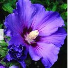 Hibiscus White to Purple to Dark Purple Big Flowers 100 PCS Seeds
