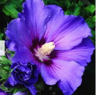 Hibiscus White to Purple to Dark Purple Big Flowers 100 PCS Seeds