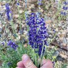 Hidcote Blue Provence Lavender 20 PCS Seeds