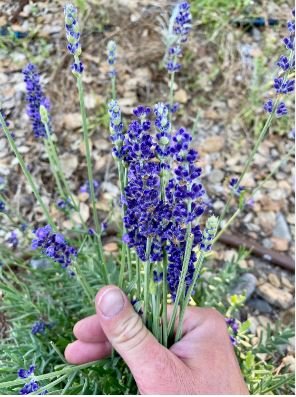 Hidcote Blue Provence Lavender 20 PCS Seeds