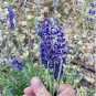 Hidcote Blue Provence Lavender 20 PCS Seeds