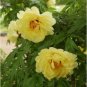 High Noon Yellow Tree Peony Flower 5 PCS Seeds