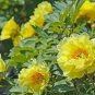 High Noon Yellow Tree Peony Flower 5 PCS Seeds