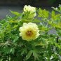 High Noon Yellow Tree Peony Flower 5 PCS Seeds