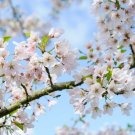 High Quality Cheap Oriental Cherry Sakura 20 PCS Seeds