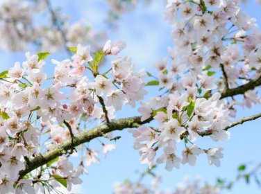 High Quality Cheap Oriental Cherry Sakura 20 PCS Seeds