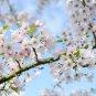 High Quality Cheap Oriental Cherry Sakura 20 PCS Seeds