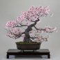 High Quality Cheap Oriental Cherry Sakura 20 PCS Seeds