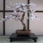 High Quality Cheap Oriental Cherry Sakura 20 PCS Seeds
