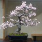 High Quality Cheap Oriental Cherry Sakura 20 PCS Seeds