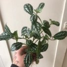High Temperature Resistant Plants Pilea Notata Bonsai Tree Potted 50 PCS Seeds High Temperature Resistant Plants Pilea Notata Bonsai Tree Potted 50 PCS Seeds