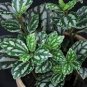 High Temperature Resistant Plants Pilea Notata Bonsai Tree Potted 50 PCS Seeds