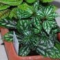 High Temperature Resistant Plants Pilea Notata Bonsai Tree Potted 50 PCS Seeds