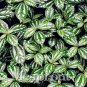 High Temperature Resistant Plants Pilea Notata Bonsai Tree Potted 50 PCS Seeds