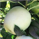 High yield Big White Sweet Apple 10 PCS Seeds