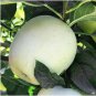 High yield Big White Sweet Apple 10 PCS Seeds