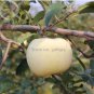 High yield Big White Sweet Apple 10 PCS Seeds