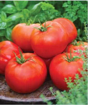 High Yield Tomato Big Pink Red Hybrid 10 PCS Seeds