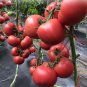 High Yield Tomato Big Pink Red Hybrid 10 PCS Seeds