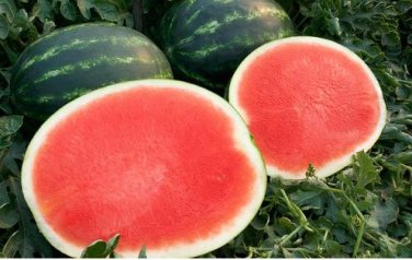 High Yields Legacy Long Red Watermelon 20 PCS Seeds