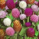 Higro Mix Gomphrena Globe Amaranth Flowers 30 PCS Seeds Higro Mix Gomphrena Globe Amaranth Flowers 30 PCS Seeds