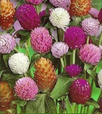 Higro Mix Gomphrena Globe Amaranth Flowers 30 PCS Seeds