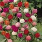Higro Mix Gomphrena Globe Amaranth Flowers 30 PCS Seeds