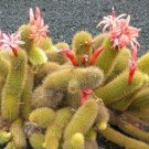 Hildewintera Aureispina Cactus 100 PCS Seeds