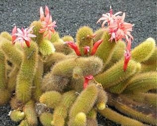 Hildewintera Aureispina Cactus 100 PCS Seeds