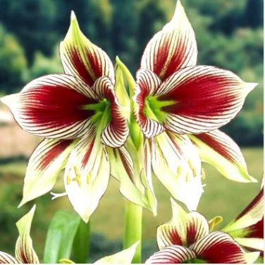 Hippeastrum Bulbs Seeds Bonsai Amaryllis Barbados Lily DIY Home Garden 100 PCS Seeds