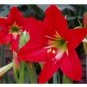 Hippeastrum Bulbs Seeds Bonsai Amaryllis Barbados Lily DIY Home Garden 100 PCS Seeds