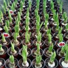 Hippeastrum Bulbs Seeed Amaryllis Barbados Lily 100 PCS Seeds