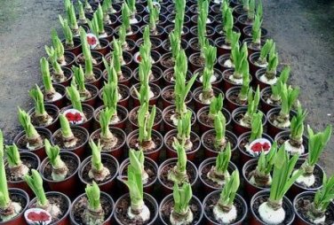 Hippeastrum Bulbs Seeed Amaryllis Barbados Lily 100 PCS Seeds