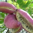 Holboellia latifolia Wall 20 PCS Seeds