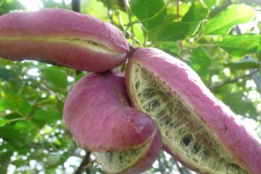 Holboellia latifolia Wall 20 PCS Seeds