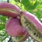 Holboellia latifolia Wall 20 PCS Seeds