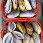 Holboellia latifolia Wall 20 PCS Seeds