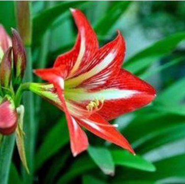 Hippeastrum Seeds Bonsai Amaryllis Barbados Lily 100 PCS Seeds