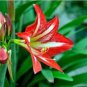 Hippeastrum Seeds Bonsai Amaryllis Barbados Lily 100 PCS Seeds