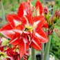 Hippeastrum Seeds Bonsai Amaryllis Barbados Lily 100 PCS Seeds