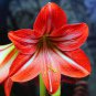 Hippeastrum Seeds Bonsai Amaryllis Barbados Lily 100 PCS Seeds
